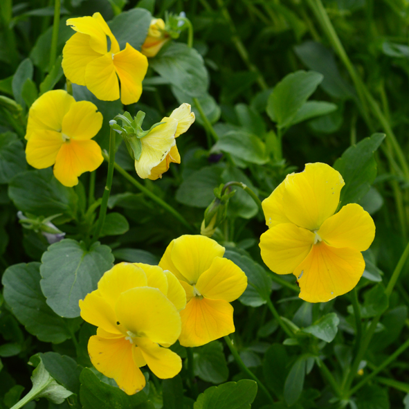 Victorian Viola Sunny Jim